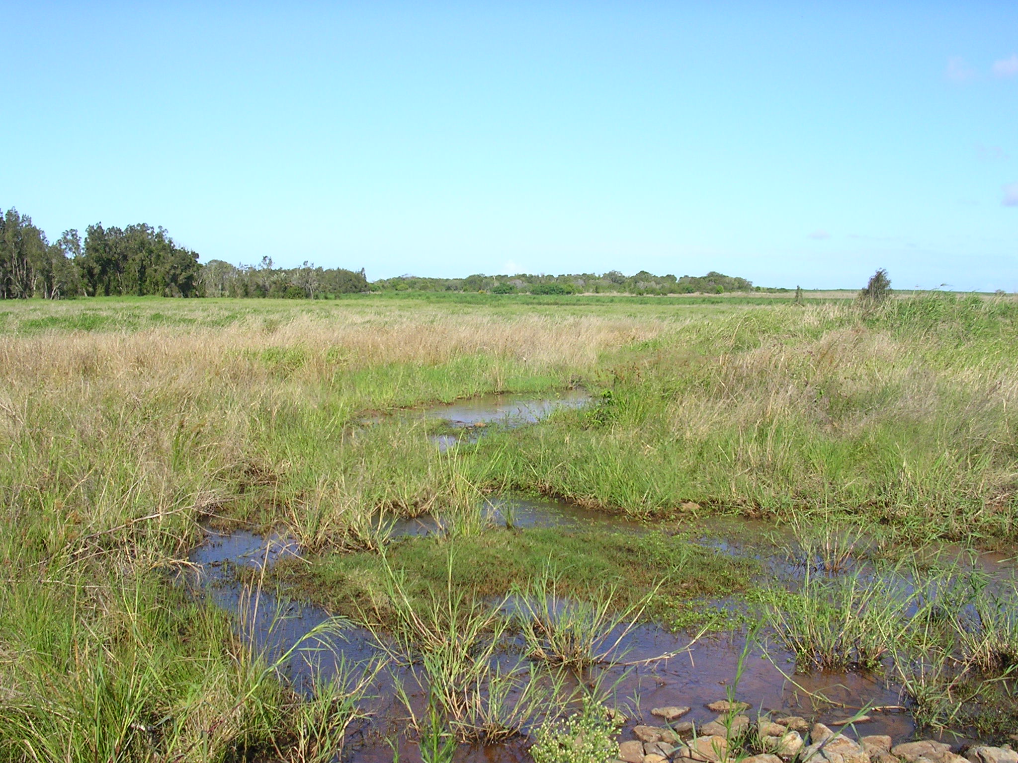 Rubyanna Creek. Photo by Maria Zann, Queensland Government