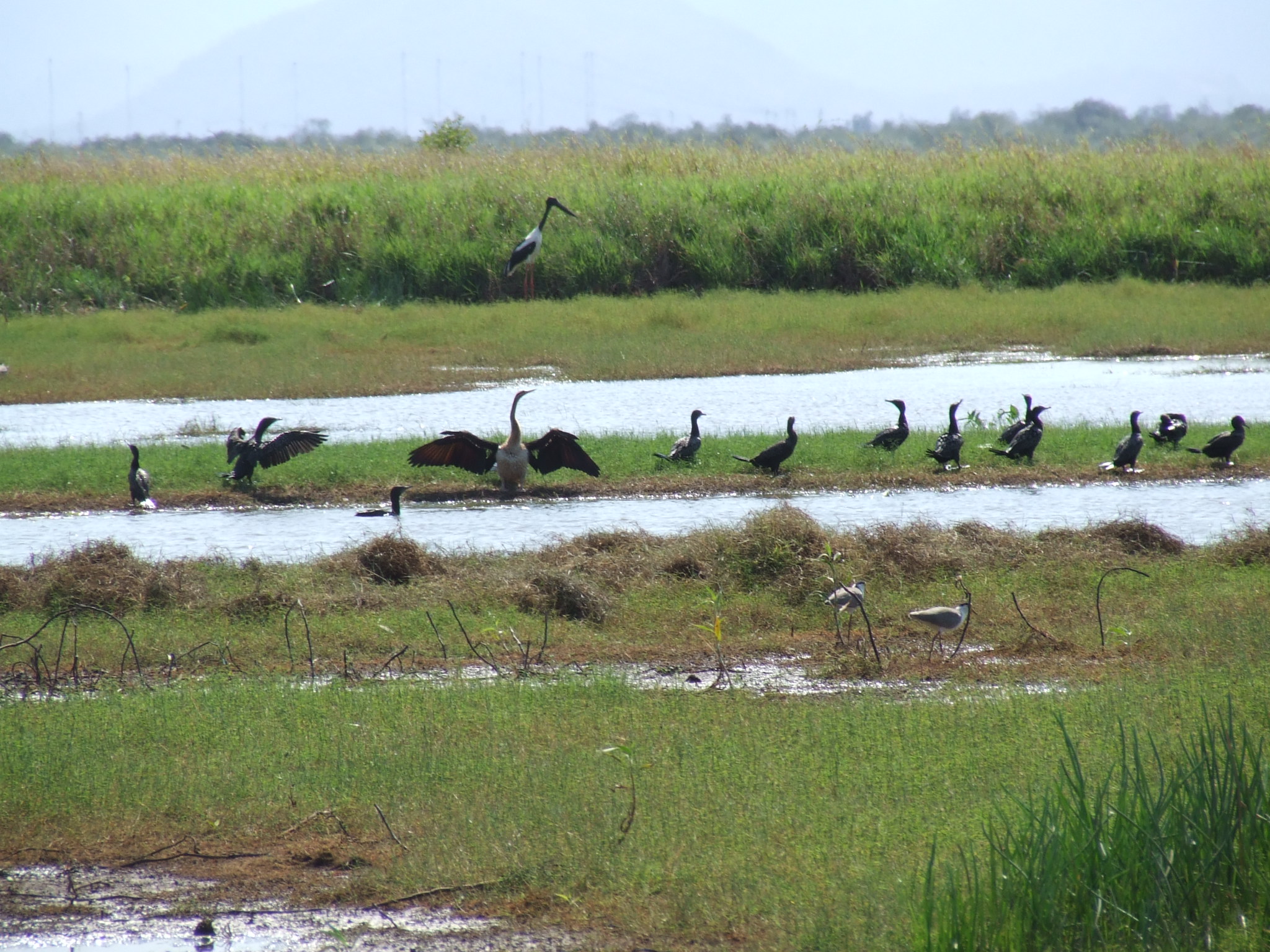 Townsville Town Common Conservation Park. Photo by Jonathan Burcher, Queensland Government