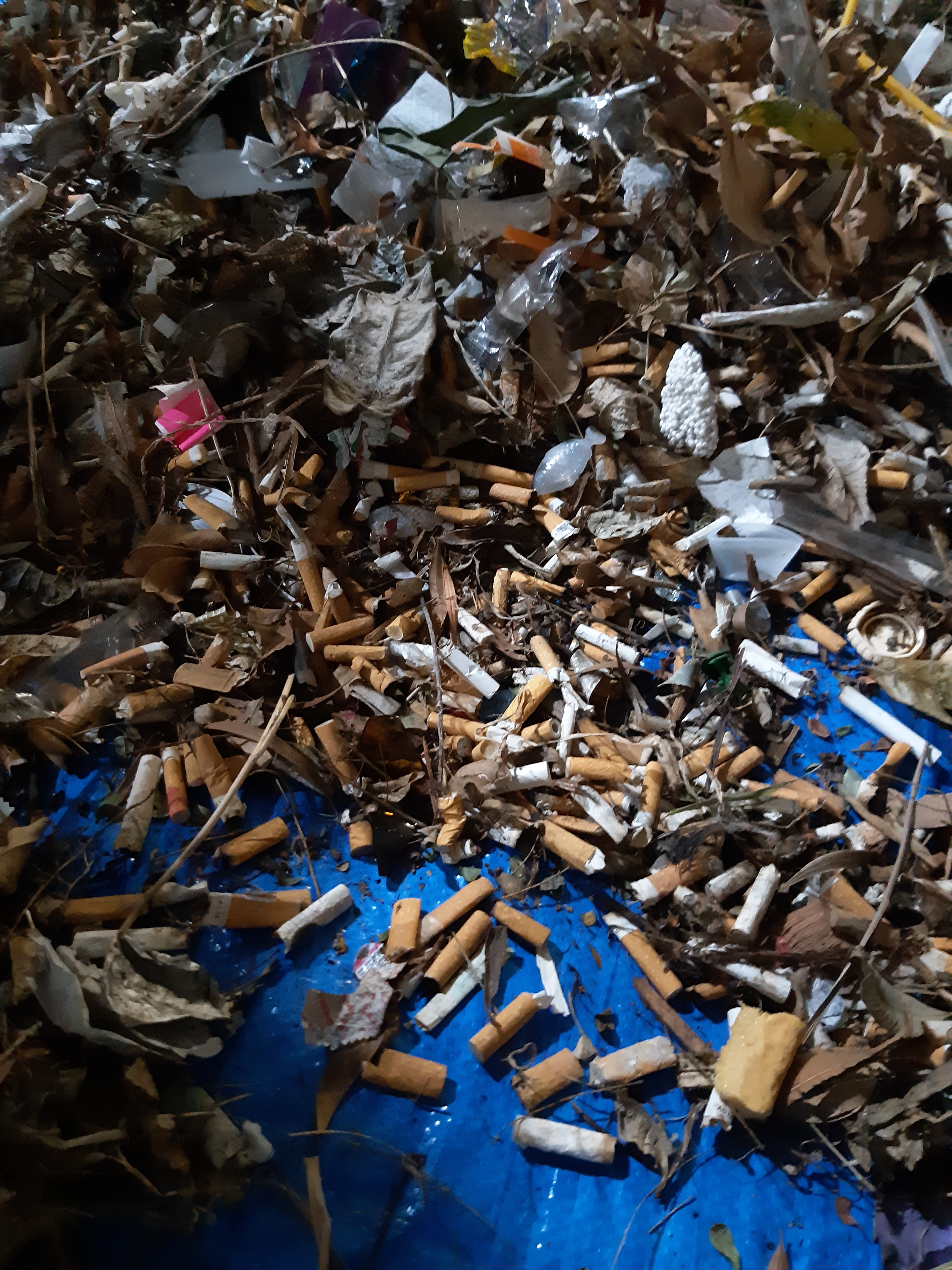 Littered cigarette butts photo by Queensland Government