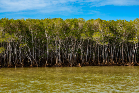 Mangrove forest, Haughton River. Photo by Gary Cranitch © Queensland Museum