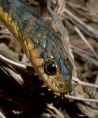 'Tropidonophis mairii', Lakefield NP, Photo by Colin Dollery