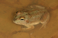 Water holding frog Photo by Harry Hines
