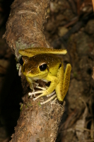 Northern Stony Creek Frog Photo by Harry Hines