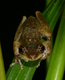Common mistfrog Photo by Harry Hines
