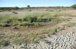 This artesian spring in central Queensland is habitat for the red-finned blue-eye, a fish known only from this location. Despite the shallow habitat, the groundwater maintains the springs at a constant depth and size. The red-finned blue-eye is threatened by the exotic fish Gambusia that has colonised these tiny springs, probably from nearby bore-drains. Photo by Queensland Government